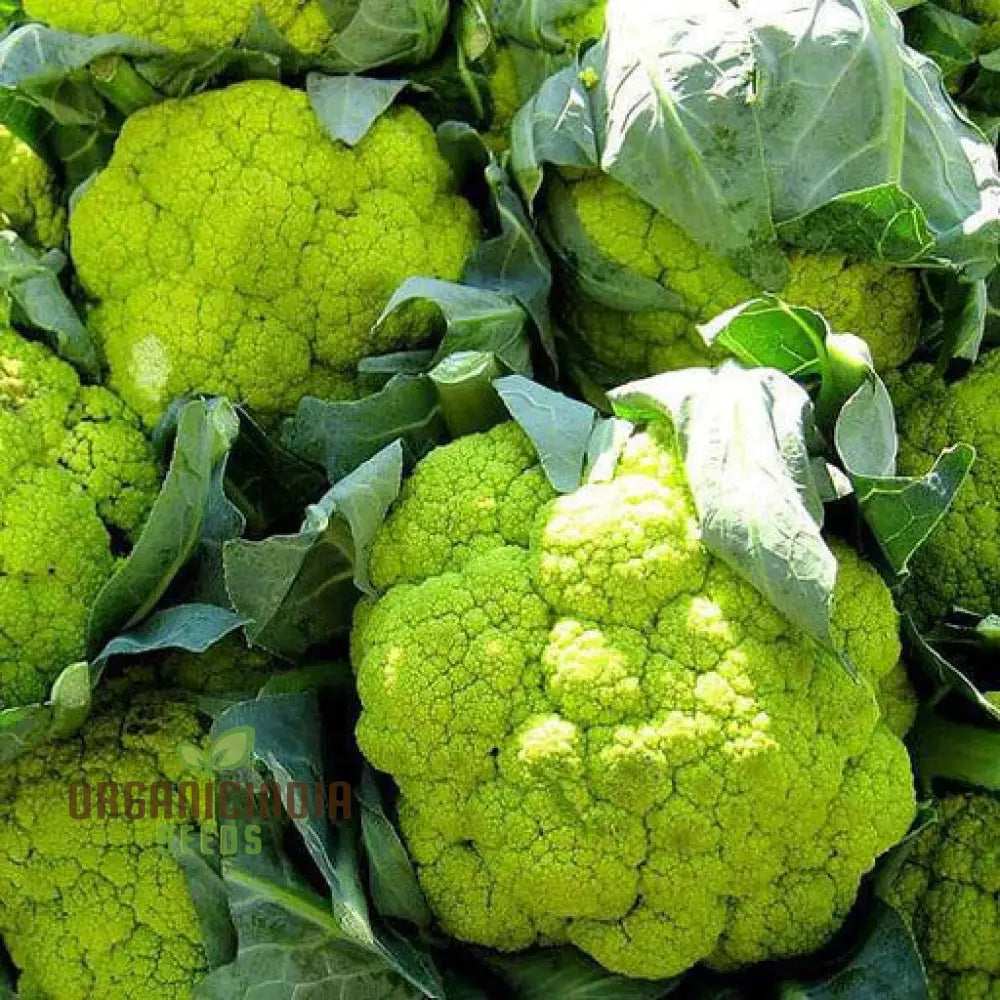 Green Cauliflower Seeds for Planting, Non-GMO Cauliflower Variety