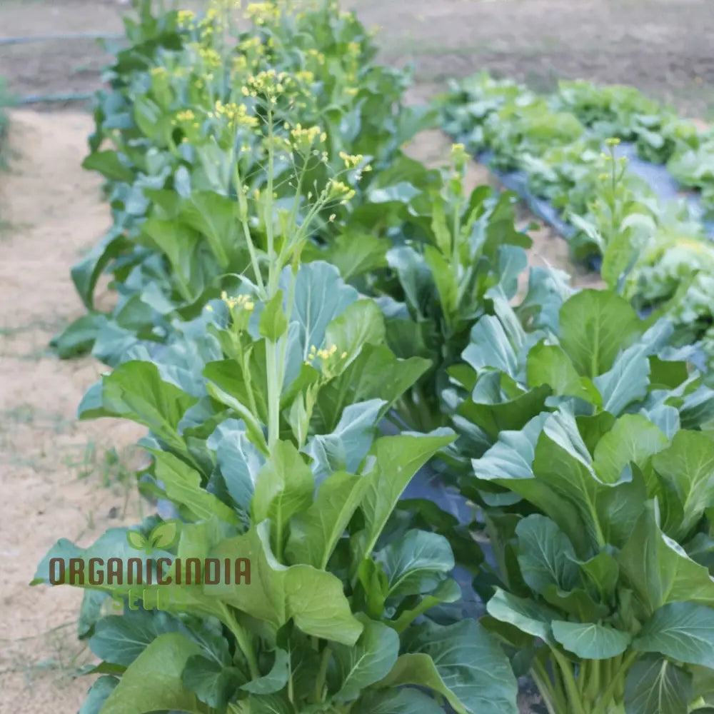 Organic Green Choy Sum Plants Growing in Garden Bed from Seeds