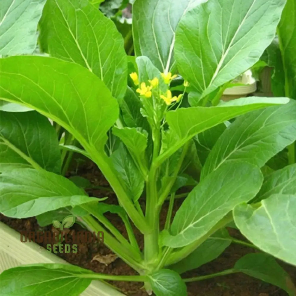 Mature Organic Green Choy Sum Plant from Seeds, Tender Flavorful Leaves