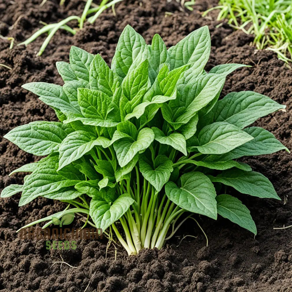 Harvested Green Dixie Lee Leaves from Seeds, Nutritious Leafy Greens