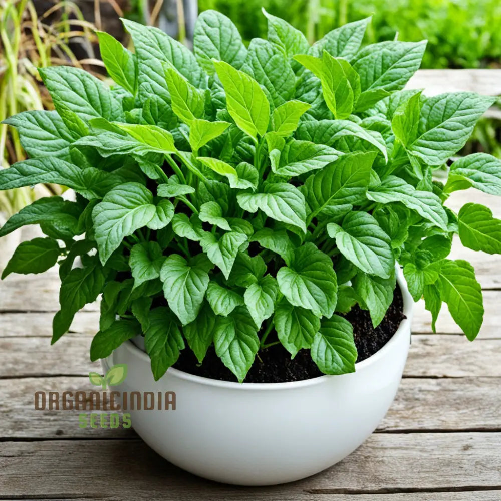Mature Green Dixie Lee Vegetable Mix Plant with Vibrant Greens
