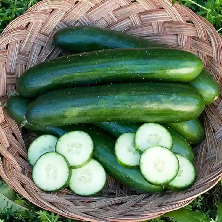 Green Finger Cucumber Seedling for Home Garden, Easy-to-Grow High-Yield Cucumbers