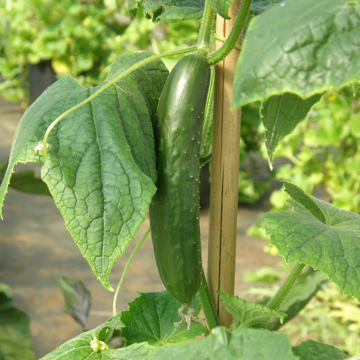 Mature Green Fingers Cucumber Plant with Fresh Crisp Fruit from Seeds