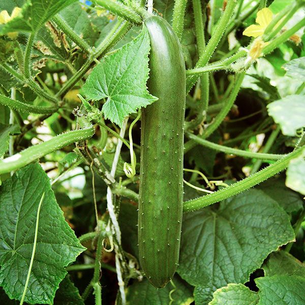 Green Fingers Cucumber Seeds for Planting, High-Yield Crisp Variety
