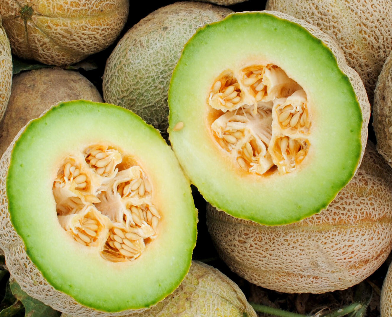 Green Flesh Rocky Ford Cantaloupe seeds for planting