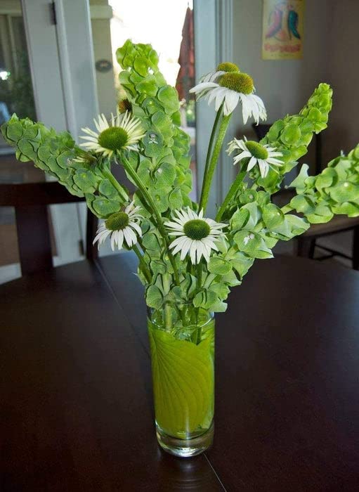 Green Foliage Moluccella Seeds Ideal for Garden Beds