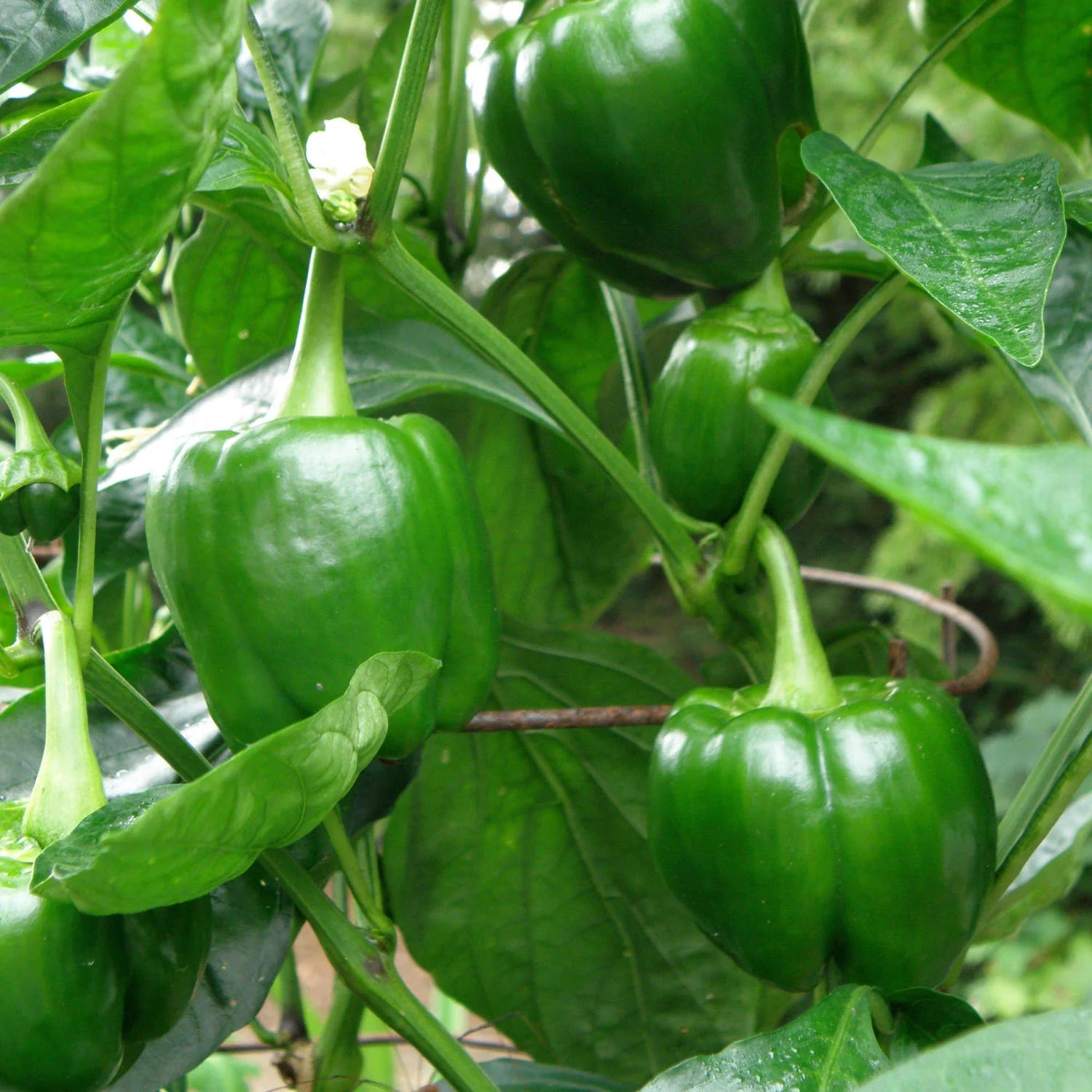 Green Giant Bell Pepper Seedling for Home Garden, Easy-to-Grow Heirloom Pepper Seeds