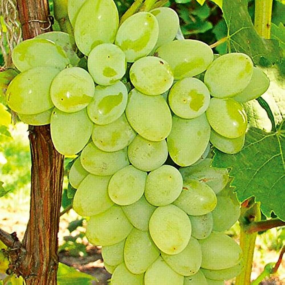 Green grape seeds Non GMO for planting