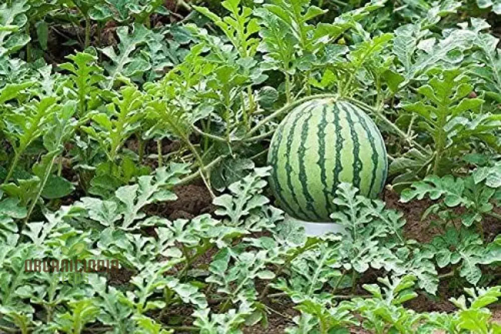 Juicy green watermelons ripening in summer garden