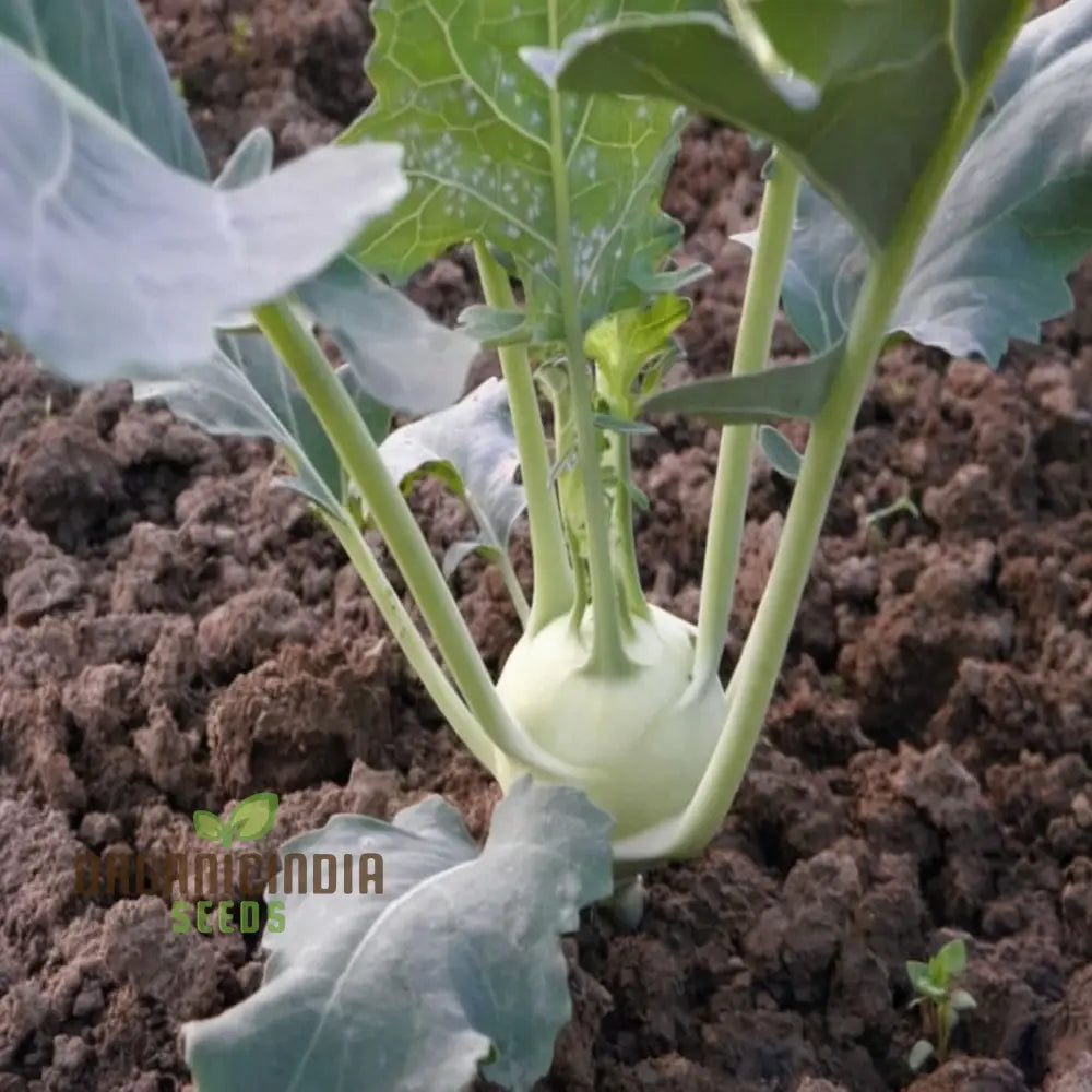 Closeup of Green Kohlrabi Bulbs from Seeds, High-Yield Home Garden Vegetables