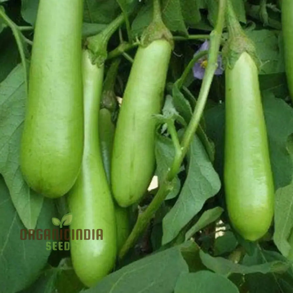 Green Long Brinjal Seedlings Growing, Easy-to-Grow Vegetable Seeds