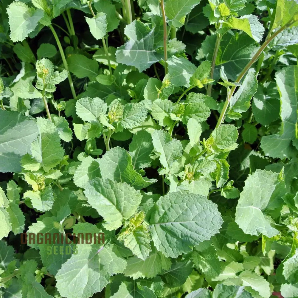 Caliente Mustard Green Manure Seeds for Sustainable Gardening, Soil Enrichment Seeds