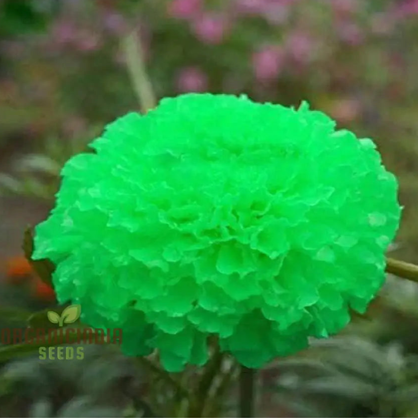 Green Marigold Flower Seeds For Planting A Complete Gardening And Cultivation Guide