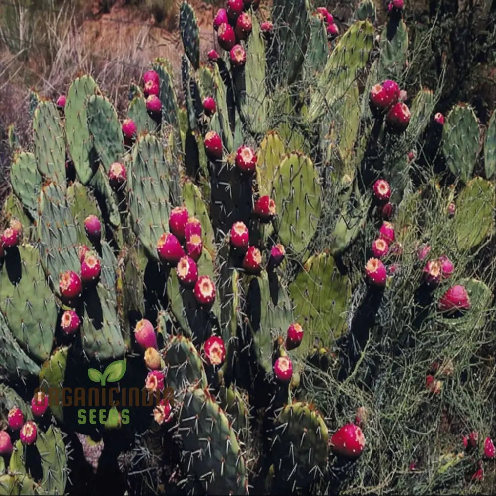 Green Prickly Pear Seeds for Planting – Grow Edible Opuntia Cactus