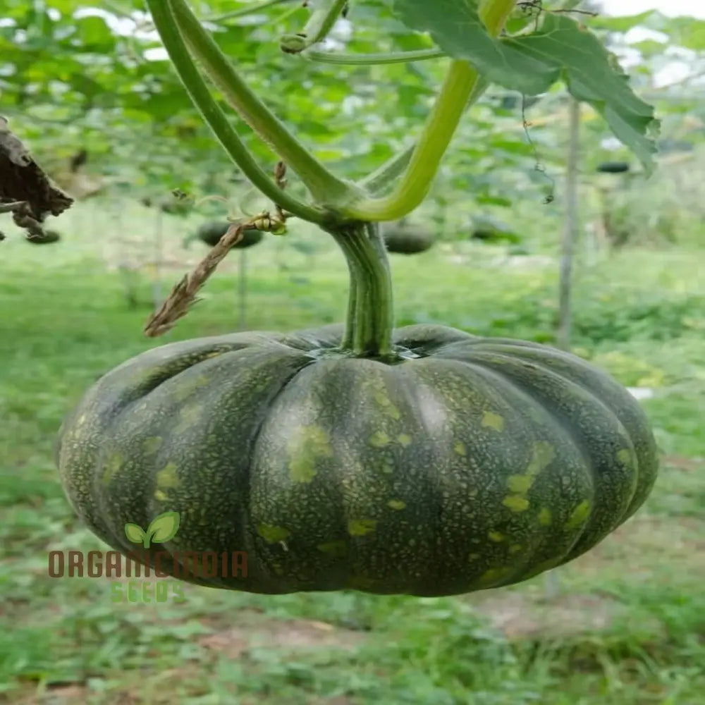 Harvested Green Pumpkins from Seeds, Fresh Produce for Kitchen Use