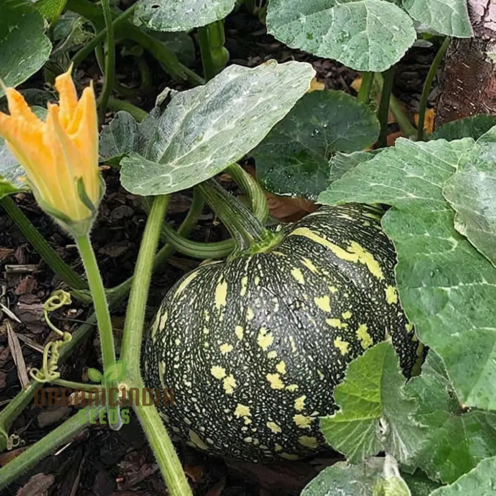 Mature Green Pumpkin Plant from Seeds, Large Healthy Pumpkins