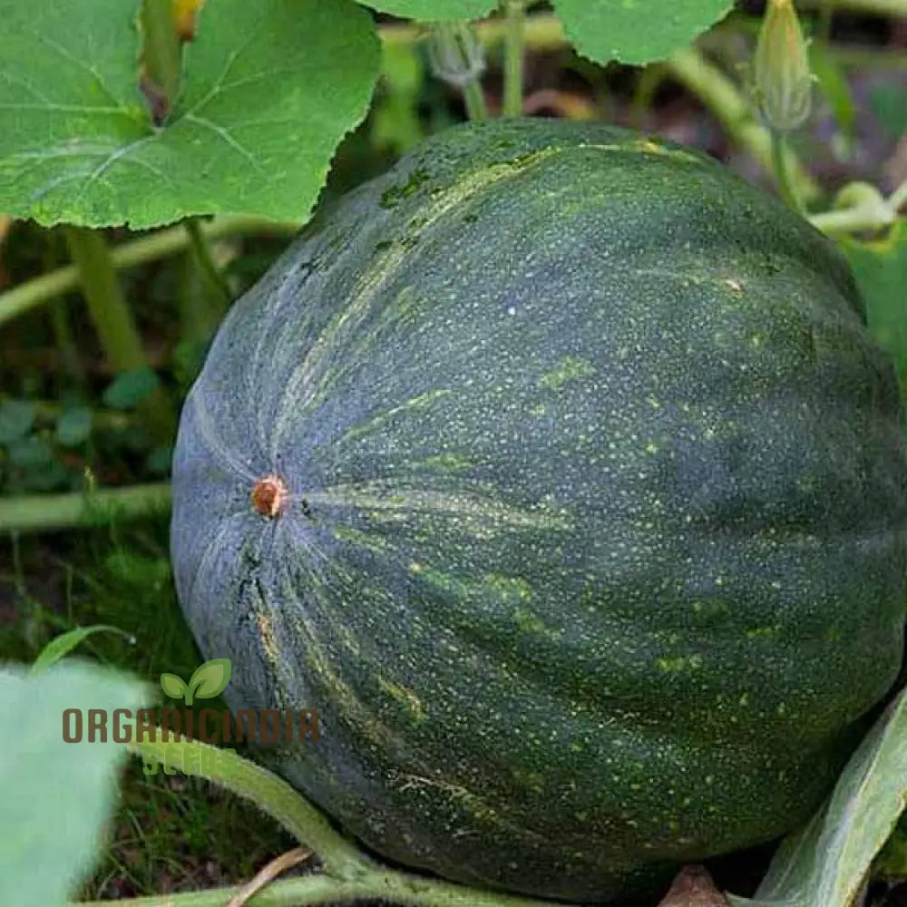 Green Pumpkin Seeds for Garden, Easy-to-Grow Homegrown Pumpkins