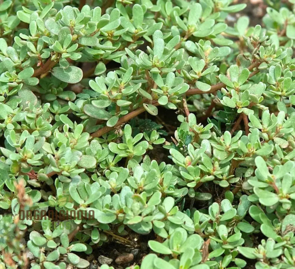 Green Purslane Herb Growing in Container for Gardening