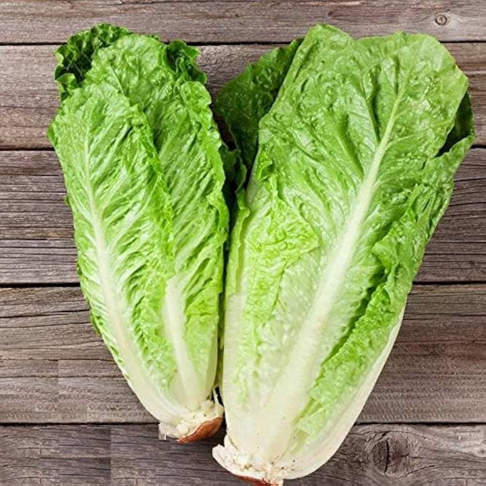 Harvested Green Romaine Lettuce from Seeds, Crisp Garden Leaves