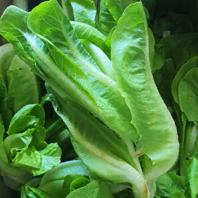 Green Romaine Lettuce Seedling from Seeds, Easy-to-Grow Garden Lettuce