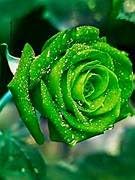 Unique Green Rose Bloom Seeds for Ornamental Garden Planting