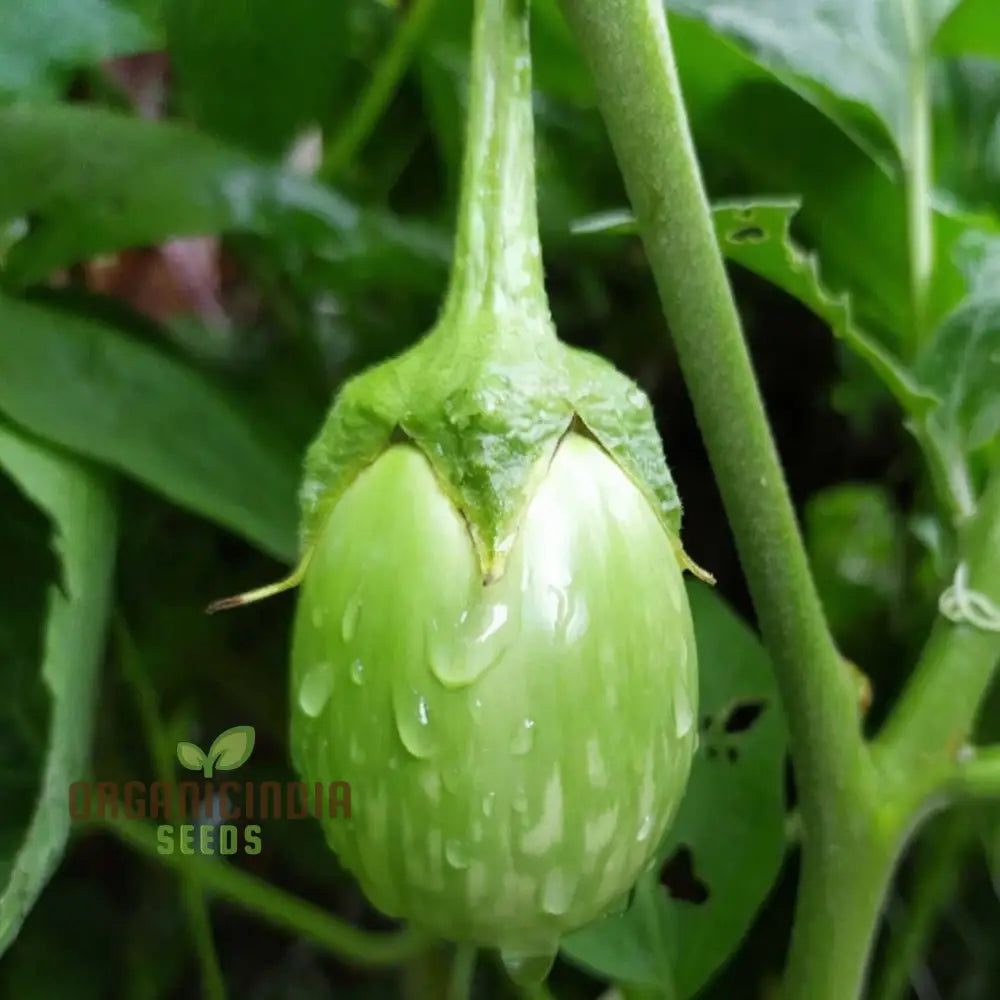 Green Round Brinjal Seeds for Planting, Heirloom Eggplant Seeds