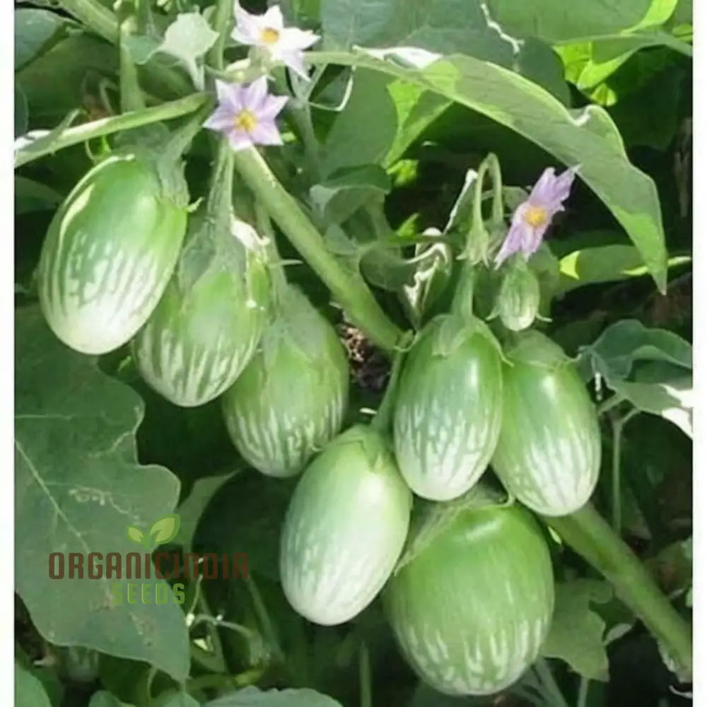 Green Round Brinjal Fruits on Plant, Tender and Flavorful Eggplants
