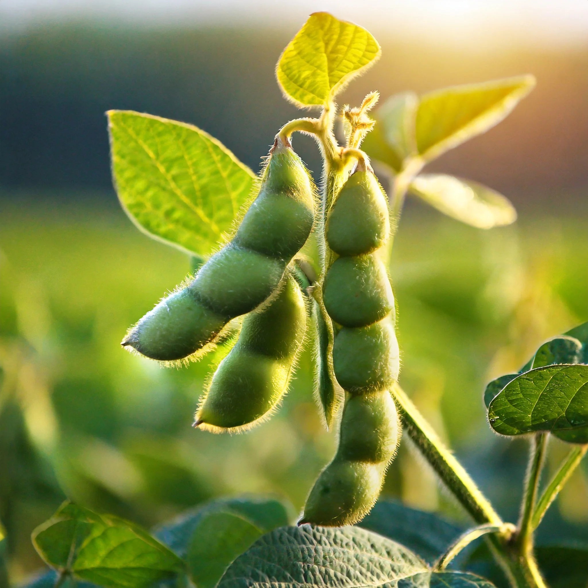 Harvested Green Soybean Pods from Seeds, Easy-to-Grow Home Garden Soybeans
