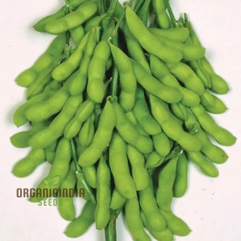 Green Soybean Seedling Growing in Container, Easy-to-Grow Soybean Seeds