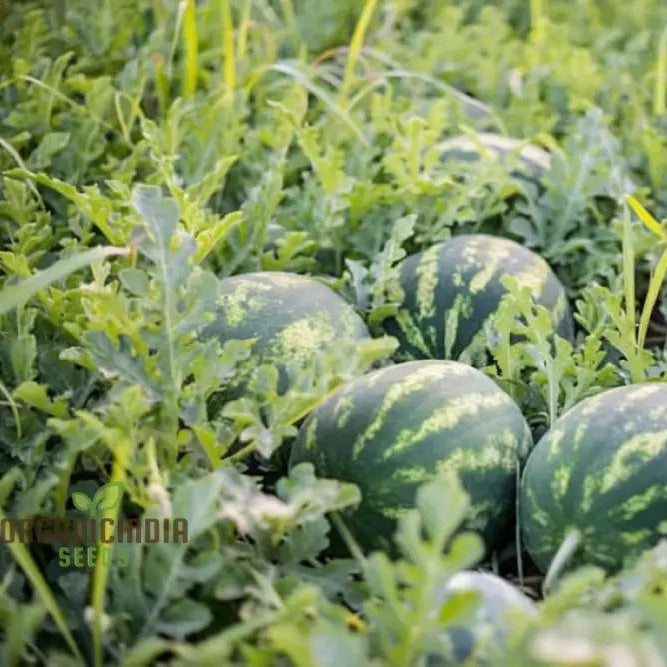 Green watermelon seeds for planting in home garden