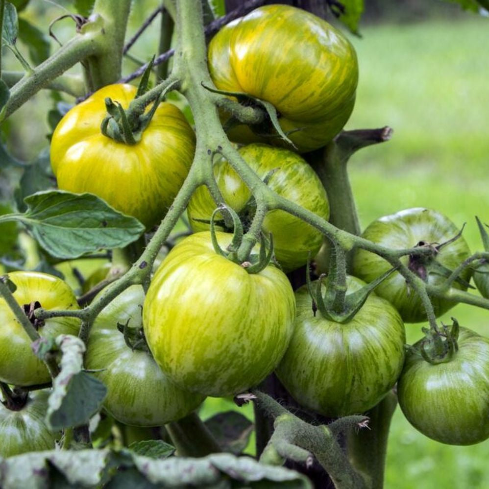 Ripe Green Zebra Tomatoes Heirloom Tangy Sweet Flavor
