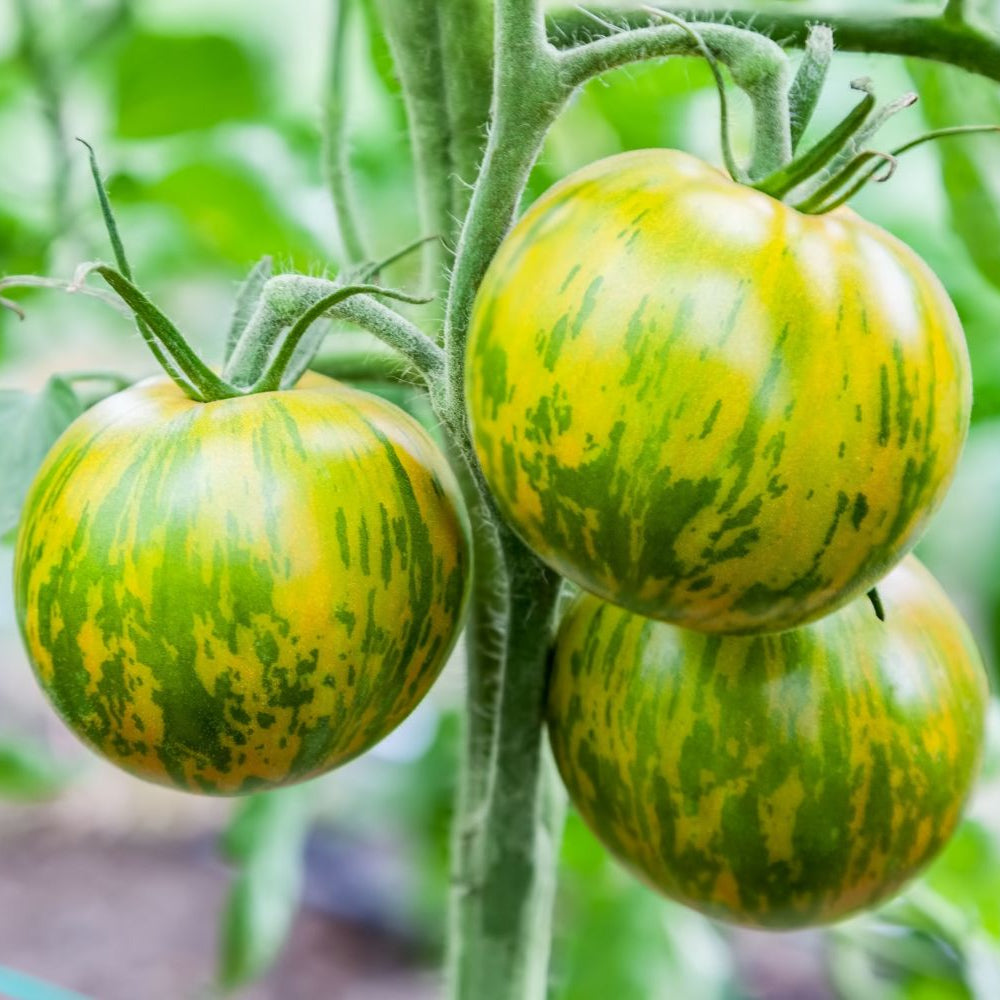 Green Zebra Tomatoes on Vine Heirloom Striped Fruits