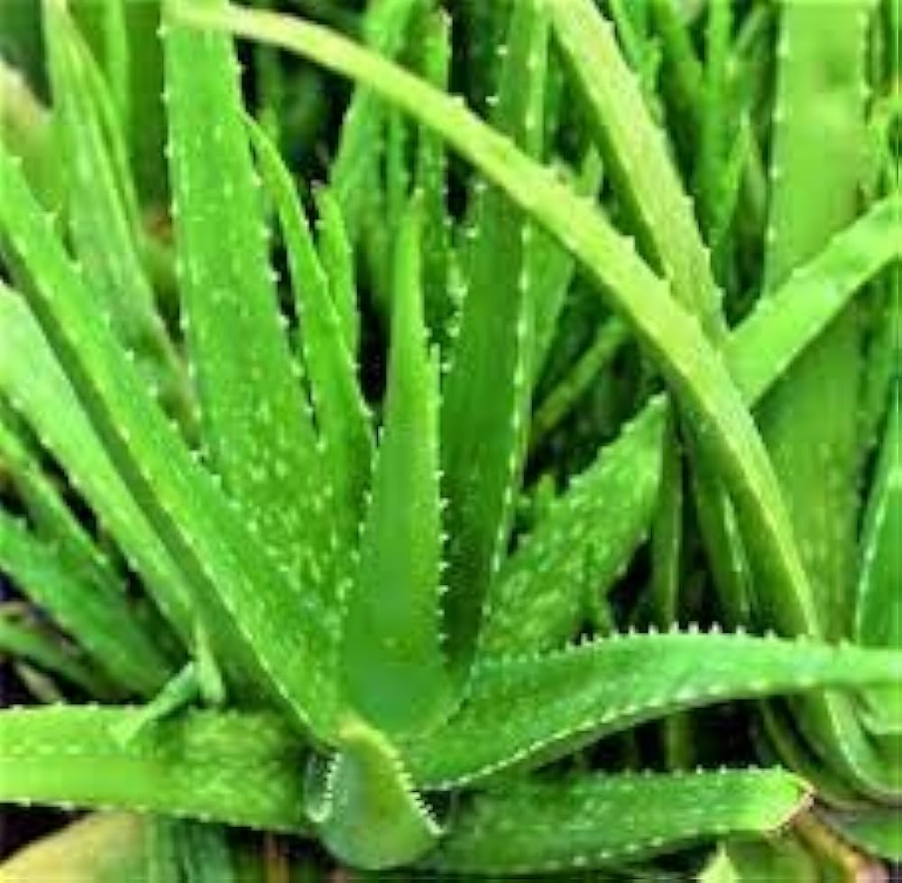 Green Aloe Vera Seeds for Planting – Organic and Easy to Grow Succulent