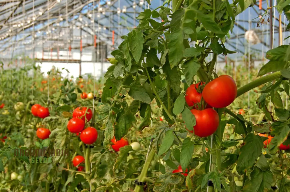 Ripe Greenhouse Tomatoes on Plant from Seeds, Premium Tomato Varieties