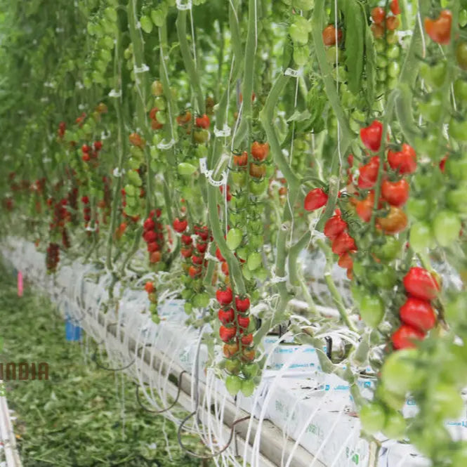Mature Greenhouse Tomato Plants from Seeds, High-Yield Varieties