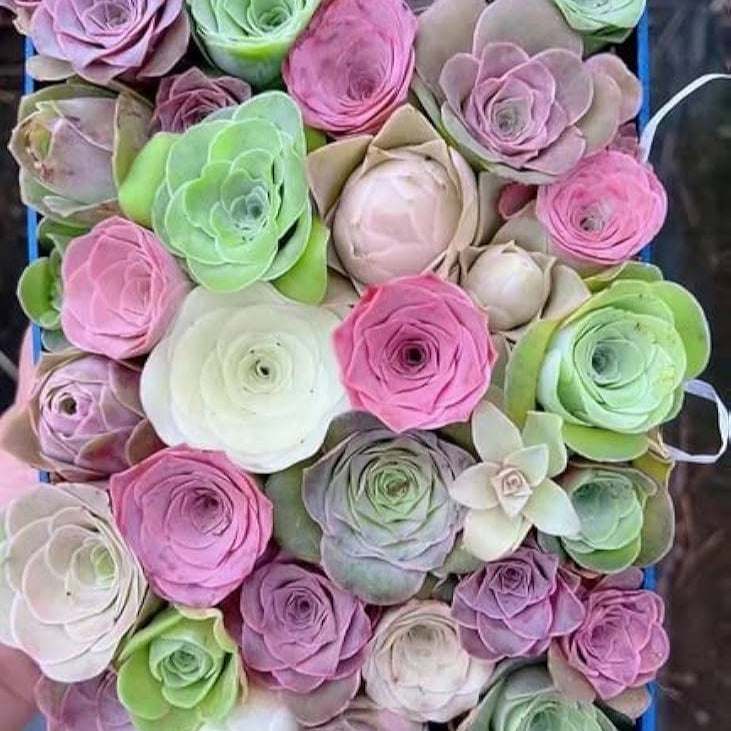 Mature Greenovia Plant with Mixed Colors, Ornamental Succulent