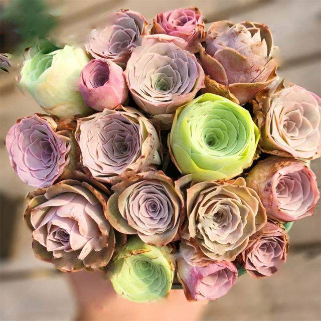 Greenovia Seedling from Mixed Color Seeds for Garden and Containers