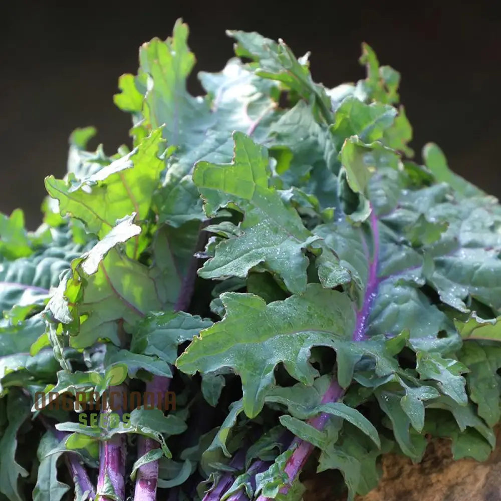 Mature Greenpeace Kale Plant from Seeds, Home Garden Greens