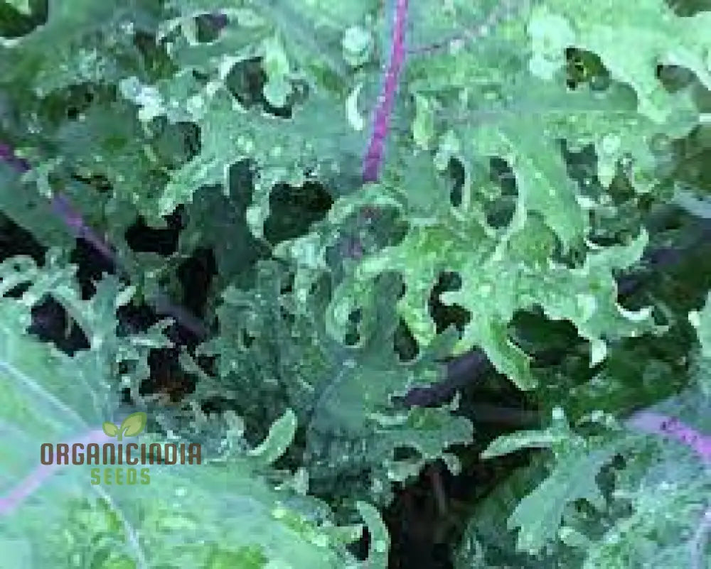 Greenpeace Kale Seeds For Planting: Sustainably Grown Organic And Perfect For Your Eco-Friendly