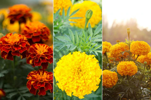 Semillas Marigold Golden Days, Semillas de Calidad Premium para Flores Vibrantes en el Jardín y Jardinería Exitosa