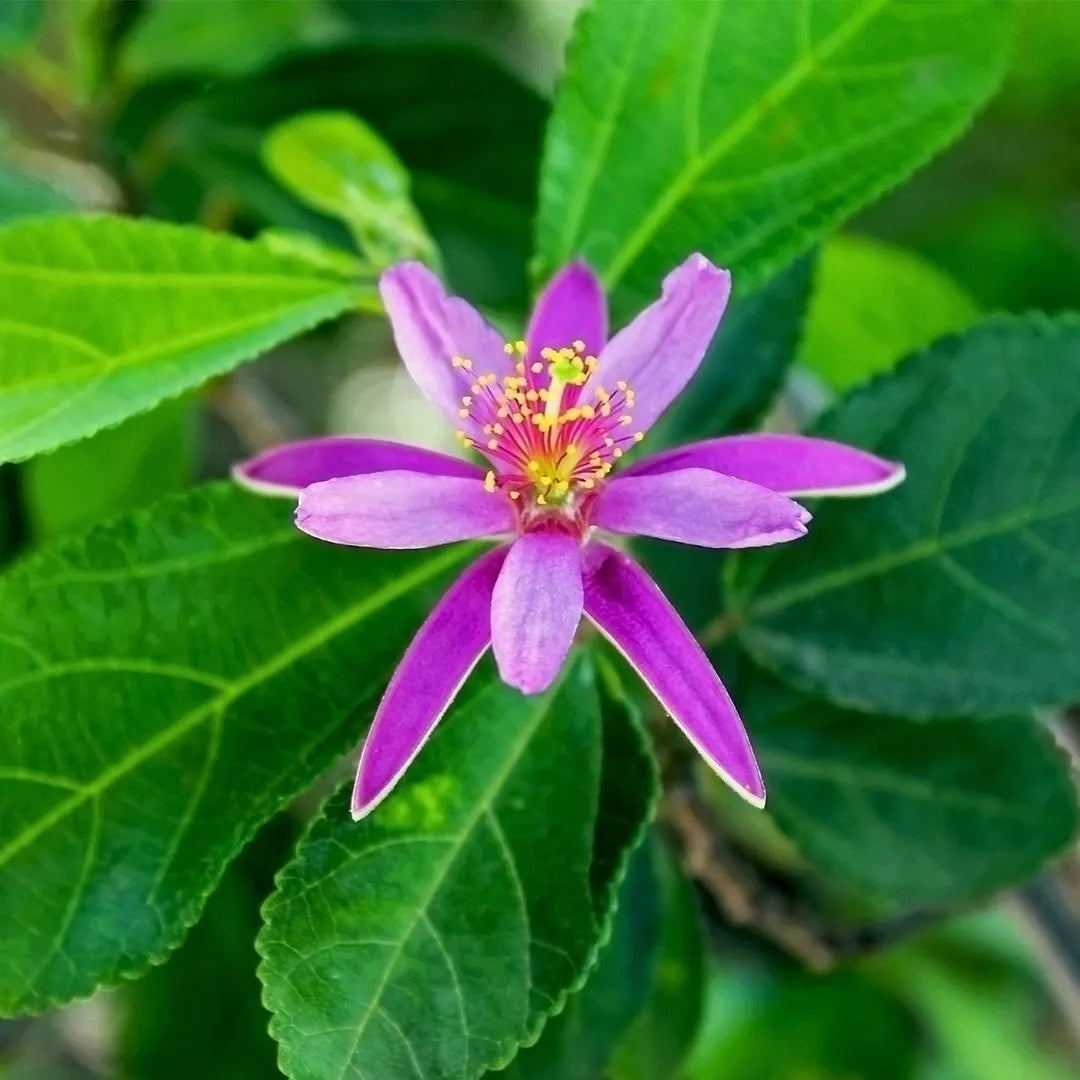 Grewia Occidentalis seeds germinating for garden use
