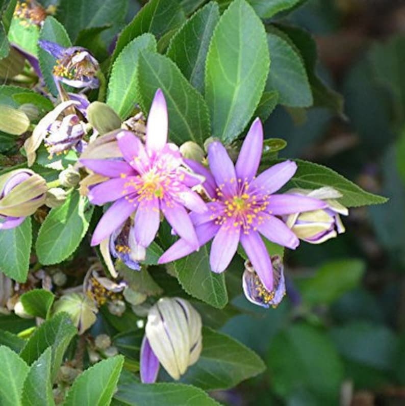 Lavender Star Flower seedlings growing from Grewia Occidentalis seeds