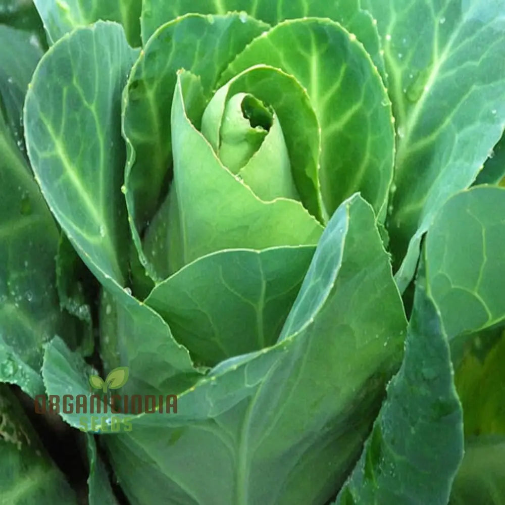 Mature Greyhound Cabbage Plant from Seeds, Tender and Flavorful Heads