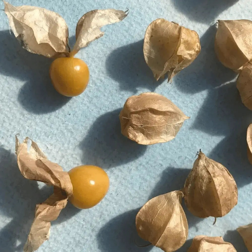 Ground Cherry Fruit in Husk – Organic Golden Berries from Heirloom Seeds