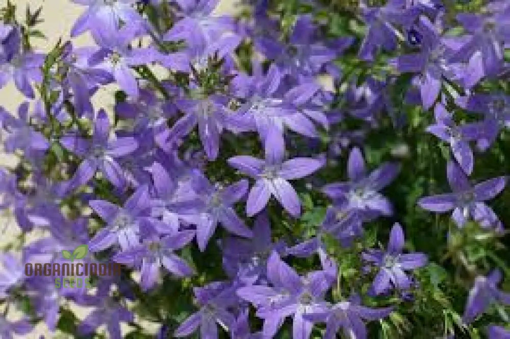 Non-GMO campanula seeds for blue flowering ground cover