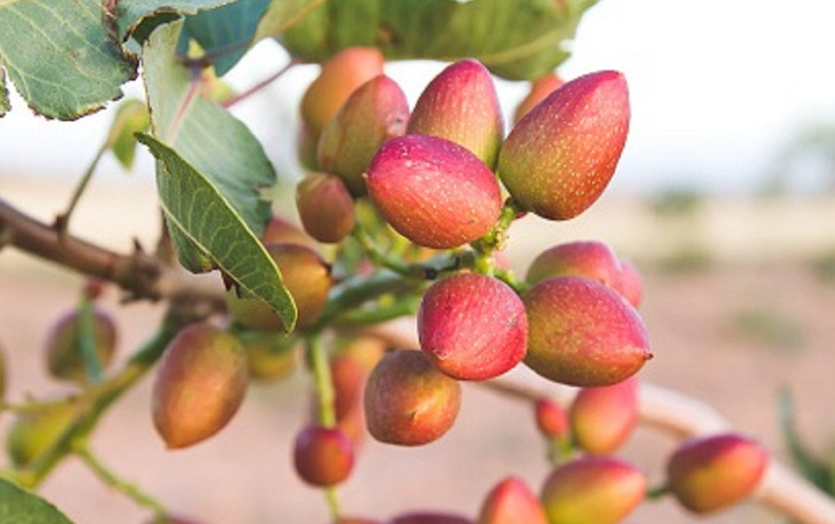 Grow pistachio trees from seeds for nut production in warm climates