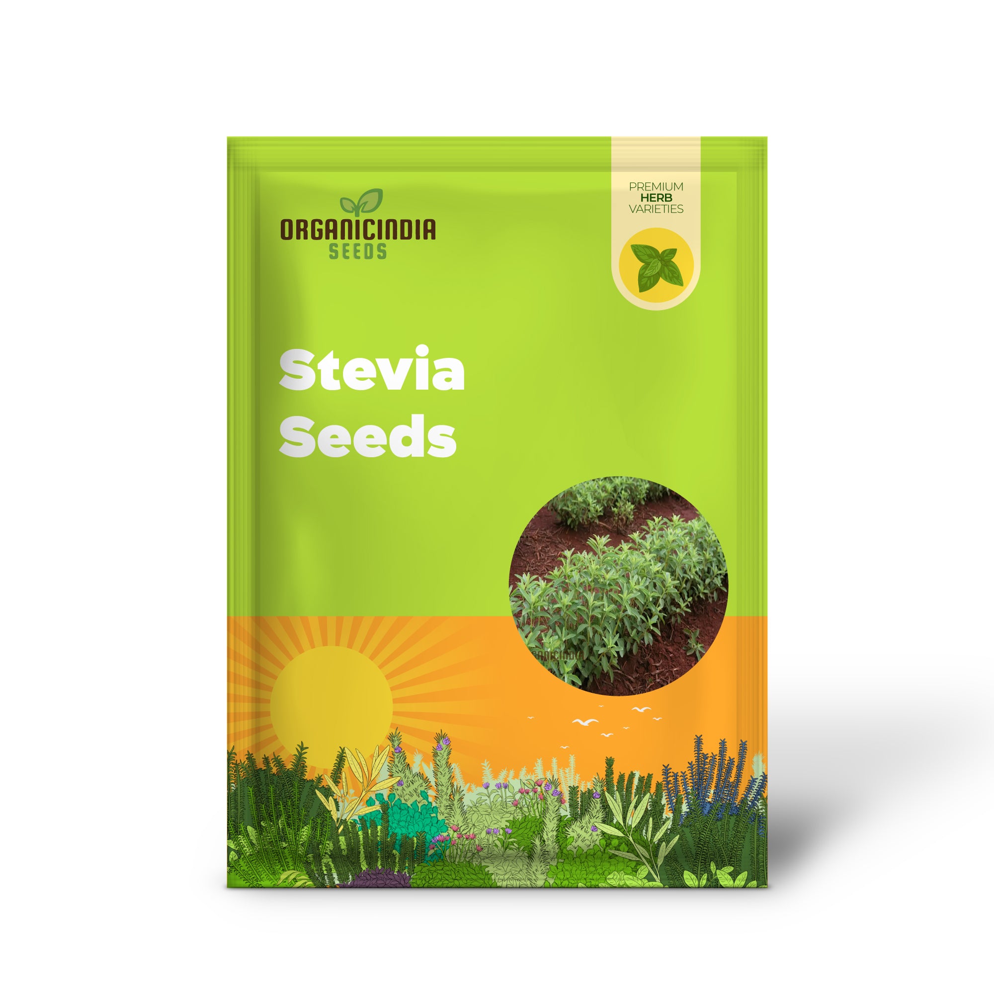 Grow Stevia Seeds at Home – Easy Natural Sweetener Herb