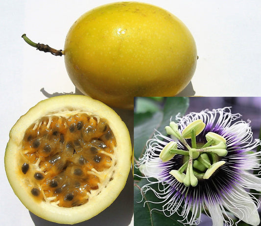 Grow Yellow Passion Fruit vines from Non-GMO seeds on trellises