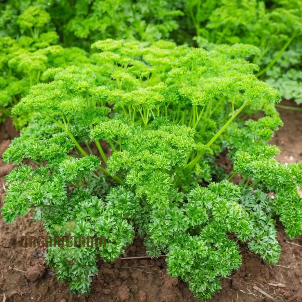 Growing Fresh Flavors A Complete Guide To Planting And Gardening With Green Parsley Herb Seeds