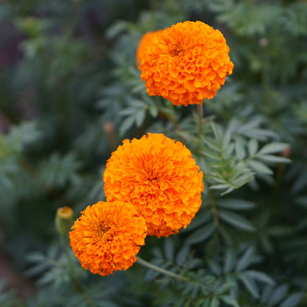 Semillas de Tagetes erecta de caléndula africana, flores grandes y vibrantes para jardines